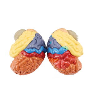 現実的な医療グレード全脳モデル神経研究を教えるための耐久性のある色分けされた詳細な明確な構造 - Product Image 3