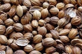 น้ำมันหอมระเหยผักชีบริสุทธิ์100% คุณภาพระดับพรีเมียมส่งตรงจากผู้ผลิตอินเดีย - Product Image 3