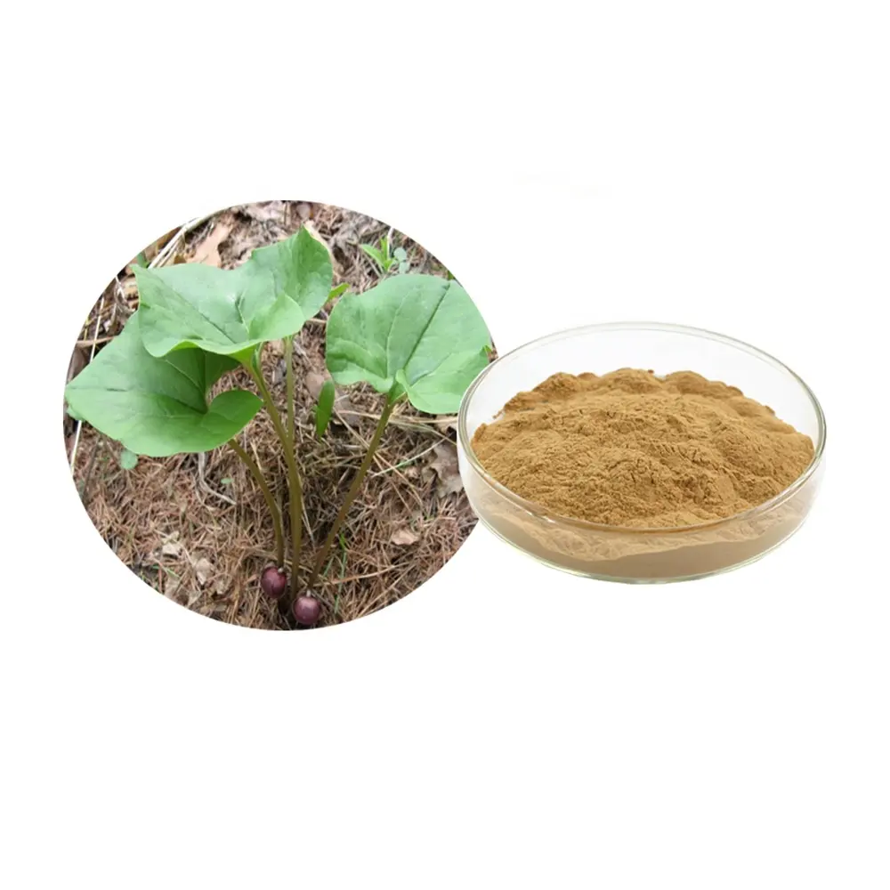 Trung Quốc gừng Hoang Dã chiết xuất bột asarum chiết xuất HERBA Asari chiết xuất 10:1 20:1