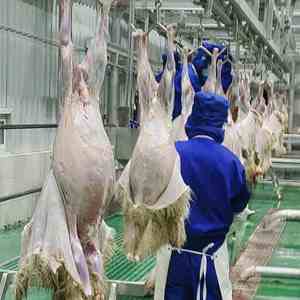 Chaîne de production automatisée avancée pour l'abattage de chèvres – Équipement d'abattoir en acier pour la transformation de viande halal - Product Image 1