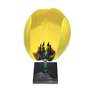 Modelo Educativo de Flor de Tulipán 50127.04 - Product Image 1