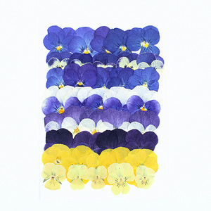 Kit de fleurs séchées pressées mixtes (pensées et violets cornés), herbarium de plantes naturelles pour loisirs créatifs, cadres photo et fabrication de résine - Product Image 4