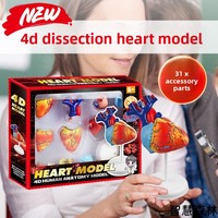 Jouet éducatif : Modèle de cœur humain assemblé, sectionné horizontalement au niveau des valves, pour la science médicale