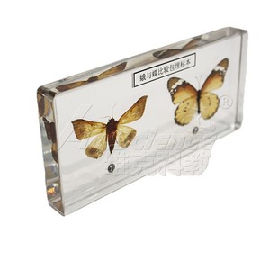 Especímenes comparativos de polillas y mariposas (grado educativo): Insectos auténticos con envergadura, antenas y postura de las alas, y - Product Image 5