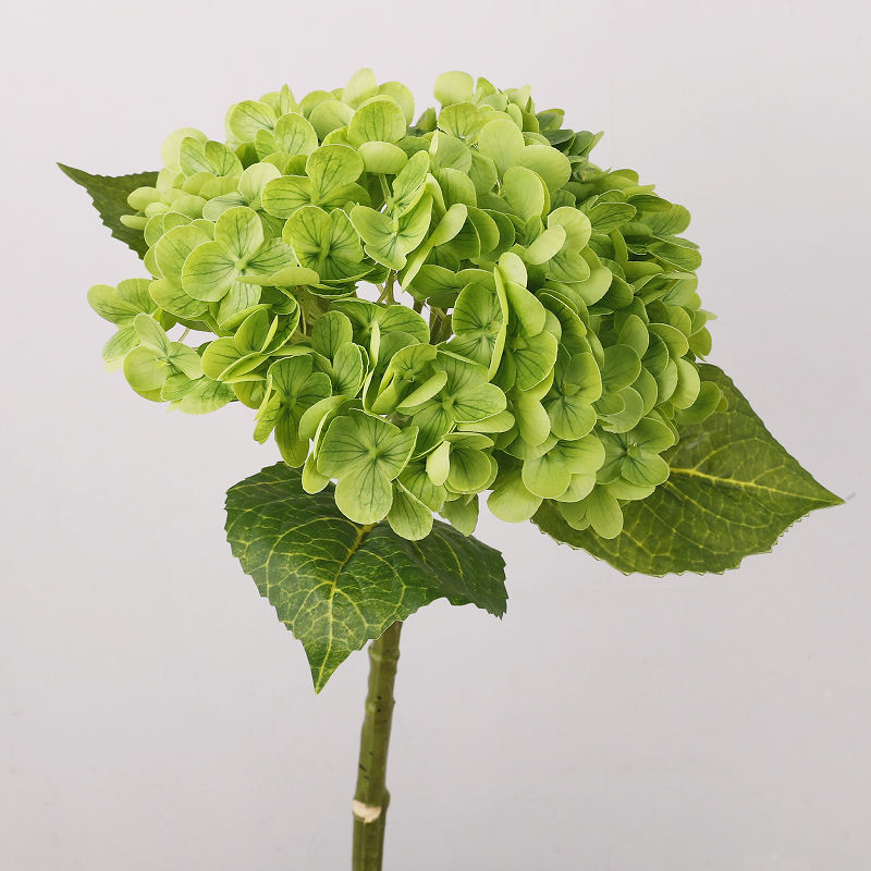 สีเขียว