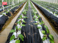 Film de paillage agricole noir et blanc en plastique PE pour la culture du tabac, contrôle des mauvaises herbes, rétention de la chaleur et de l'humidité, lutte antiparasitaire