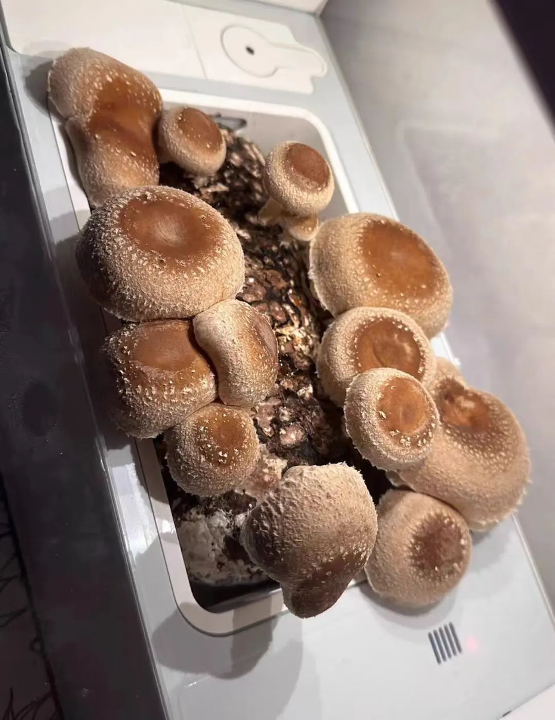 Modèles explosifs Culture de champignons Salle de plantes de champignons avec un coût moins cher Culture de champignons avec abri d'isolation