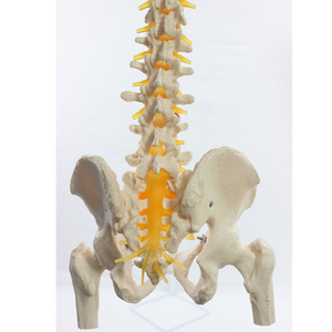 Modèle naturel de la grande vertèbre, de la ceinture pelvienne, du fémur et des nerfs spinaux attachés au sacrum (le sacrum peut être ouvert). - Product Image 1