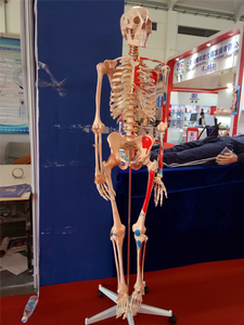 ADA-A1002 180cm PVC <strong>Full</strong> Body Model of Human Muscle Skeleton with Ligament for School Teaching in Medical Science - Product Image 6