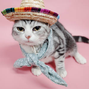 Sombrero de playa <span class=keywords><strong>para</strong></span> <span class=keywords><strong>perro</strong></span>, Mini Sombrero de paja <span class=keywords><strong>para</strong></span> gatito, sombreros de Fiesta Mexicana <span class=keywords><strong>para</strong></span> mascotas pequeñas, cachorro, gato, <span class=keywords><strong>Chihuahua</strong></span>, Bulldog Francés, venta al por mayor - Product Image 2