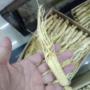 San <span class=keywords><strong>Ren</strong></span> <span class=keywords><strong>Shen</strong></span> — racines de ginseng séchées naturelles, plantes de corée, bon prix, pour vente - Product Image 4