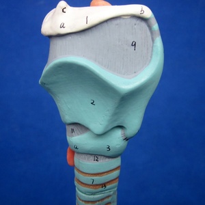 Staccabile Anatomia Bronchi Modello, Albero Bronchiale, Laringe e Trachea Modello - Product Image 4