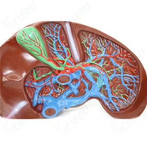 Scienza medica soggetto modello di fegato modello anatomico di fegato modello di malattia <span class=keywords><strong>del</strong></span> fegato umano - Product Image 5