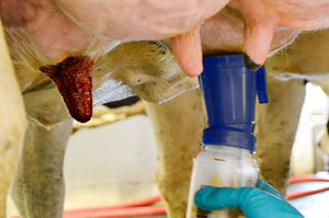 Gobelet de trempage des tétines anti-mastite pour bovins et caprins, équipement d'élevage pour l'entretien des mamelons, vente en gros - Product Image 6