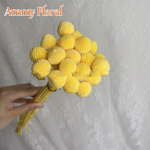 AM-PFKC06 Ammy 20 Têtes <span class=keywords><strong>de</strong></span> Fleurs Dorées Naturelles Billy Balls, Fleurs Préservées, Matériaux Bruts DIY, Décoration d'Intérieur, Véritables Boules Dorées Éternelles - Product Image 2