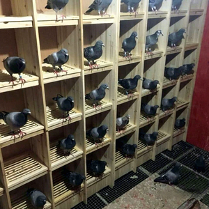 En gros, Nid de reproduction en bois massif pour pigeons, grande cage à compartiments multiples pour pigeons de course et colombière de reproduction - Product Image 2