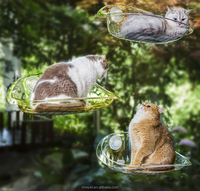 Motif solide nid de chat forte ventouse fenêtre lit perchoir hamac pour tous les murs-chat lit grotte pour petits animaux et chiens