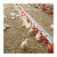 Équipement d'élevage de poulets de chair pour ferme avec prix