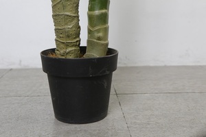 Cây Lụa Trang Trí Ban Công Golden Dieffenbachia, Cây Thường Xanh Nhân Tạo - Product Image 6