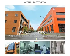 Chất Lượng Cao Không Đường Ngay Lập Tức Nấm Protein Đá Cà Phê Nóng Bột Đồ Uống Collagen Hạt Sô Cô La Hương Vị Kem Đóng Gói Túi - Product Image 6