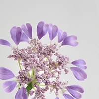 Fleur artificielle réaliste en dentelle, 4 têtes, en mousse et soie, arrangement floral à longue tige, fleur décorative pour la maison et les mariages