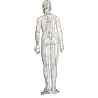 Acupuncture Chinoise Modèle Famale Corps pour Méridien et Points Extraordinaires 48cm
