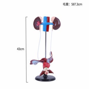 Modell des weiblichen Harn systems Blasen-und Harnleiter struktur für Biologie und medizinische Lehre - Product Image 6