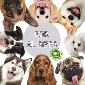 Polvo de caldo de hueso personalizado al por mayor para perros-Alta proteína Ecológico Inmunidad Cognición Salud celular Longevidad - Product Image 2