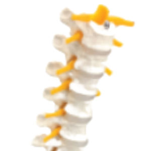 ADA A1211 PVC Mannequin Naturel Grand Modèle 12 Segments de Vertèbre Thoracique avec Nerf Spinal Medical Science Product - Product Image 2