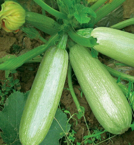 サマースカッシュ自然乾燥生スライスサマースカッシュフルーツカット食品用 - Product Image 6