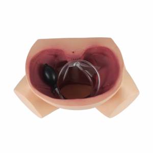 Modèle anatomique humain en PVC pour la formation scientifique médicale avancée, simulateur d'accouchement en cas de dystocie, mannequin de sage-femme, école de médecine - Product Image 4