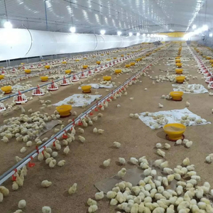 Nuevo sistema automático de alimentación/línea de bebida de Material PUHUI PP para equipos avícolas y cría eficiente de pollos - Product Image 1