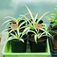 Etiquetas marcador de plantas de bambu, marcador de plantas de bambu para semente em vasos