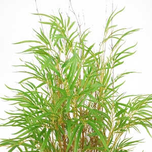 <span class=keywords><strong>Bambou</strong></span> artificiel géant de 240cm de haut avec <span class=keywords><strong>pot</strong></span> - Product Image 2