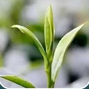 Thé vert Laoshan authentique, nouveau, pré-Ming, de haute montagne, torréfié, en sachets, goût frais et doux, arrière-goût rafraîchissant et sucré, 250g - Product Image 5