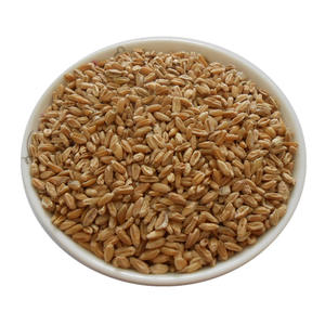 Trigo Seco Premium, Trigo Encogido para Hierbas - Product Image 3