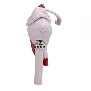 Modèle d'articulation de l'épaule musclée grandeur nature pour usage scolaire - Product Image 3