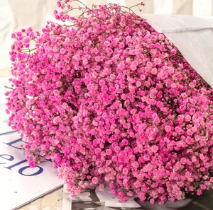Flores secas de cielo estrellado para decoración del hogar, flores secas para decoración del hogar, fabricantes de accesorios al por mayor - Product Image 2