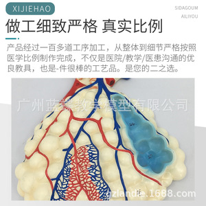 Modèle anatomique du système respiratoire humain ; modèle anatomique en relief du système respiratoire pulmonaire ; modèle anatomique agrandi - Product Image 5