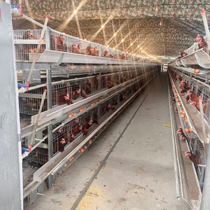 Supply อัตโนมัติอย่างสมบูรณ์วาง <span class=keywords><strong>Hen</strong></span>/ไข่ Layer แบตเตอรี่ H ประเภทกรงไก่ระบบ - Product Image 2