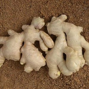Bán cũng loại mới phát hiện của dư lượng thuốc trừ sâu miễn phí gừng nén nóng gừng tự nhiên - Product Image 1