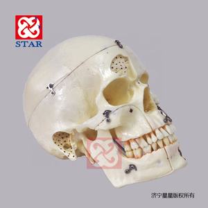 Natuurlijke Grootte Schedel Model Met Zenuw Tanden <span class=keywords><strong>Sinus</strong></span> Voor Demonstratie - Product Image 3