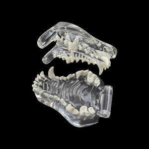 Modèle anatomique dentaire canin pour chiens MX-041 en résine transparente – Éducation et démonstration vétérinaire pour l'enseignement dentaire des animaux de compagnie - Product Image 5