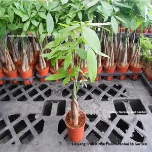 Planta de Dinheiro em Vaso Grande para Interiores, Vendida com Sucesso, Planta Trançada de Um Só Caule para Sala de Estar e Escritório - Product Image 4