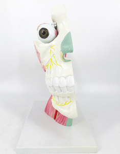 Modèle anatomique des nerfs crâniens et autonomes - Matériel PVC réaliste et durable - Product Image 4