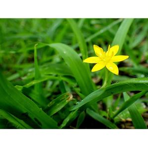 Polvo de Raíz de Curculigo Orchioides Premium que Brinda Nutrición Herbal Natural que Apoya la Resistencia Física y el Equilibrio Mental - Product Image 4