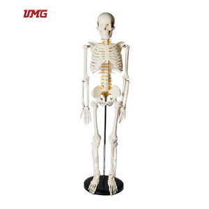 Modelo de Estructura del Cuerpo Humano, Mini Esqueleto 3D para Armar - Product Image 1