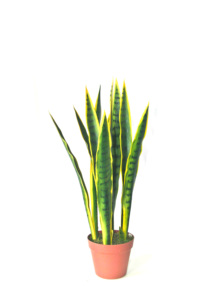ขายส่งราคาถูก <span class=keywords><strong>sansevieria</strong></span> สำหรับขายส่ง <span class=keywords><strong>sansevieria</strong></span> พืช <span class=keywords><strong>sansevieria</strong></span> ที่ยอดเยี่ยมงูพืช - Product Image 5