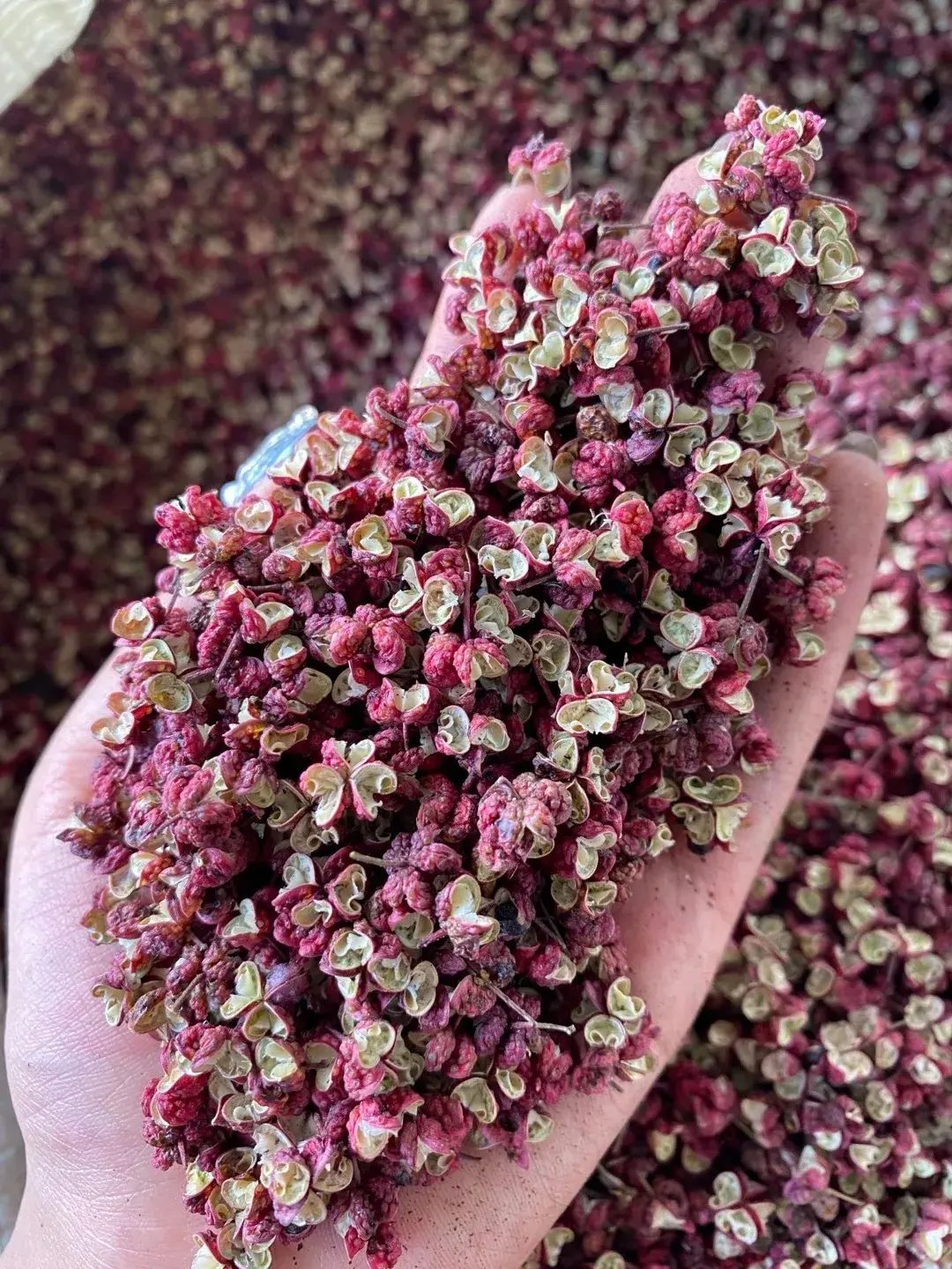 SFG High Quality Bulk Pure Nature Spices Wholesale Dried Red Sichuan Pepper