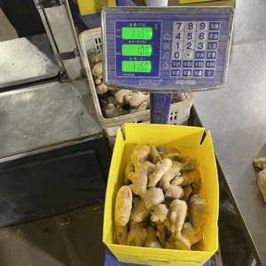 Diskon besar 2023 jahe segar Cina jahe segar - Product Image 6